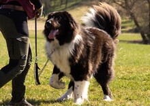 CAP, Hund, Mischlingshund in Oberstenfeld - Bild 3