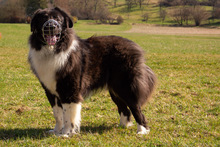 CAP, Hund, Mischlingshund in Oberstenfeld - Bild 4