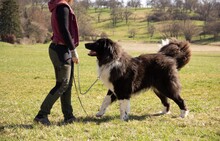 CAP, Hund, Mischlingshund in Oberstenfeld - Bild 5
