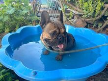 DIORA, Hund, Französische Bulldogge in Braunschweig
