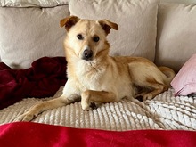SNOOKIE, Hund, Mischlingshund in Köln
