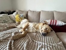SNOOKIE, Hund, Mischlingshund in Köln - Bild 2