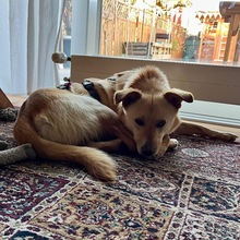 SNOOKIE, Hund, Mischlingshund in Köln - Bild 3