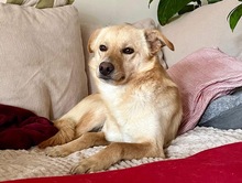 SNOOKIE, Hund, Mischlingshund in Köln - Bild 4