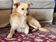 SNOOKIE, Hund, Mischlingshund in Köln - Bild 5