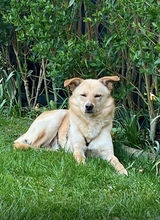 SNOOKIE, Hund, Mischlingshund in Köln - Bild 6