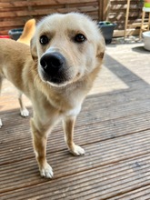 SNOOKIE, Hund, Mischlingshund in Köln - Bild 9
