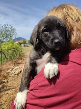 NURI, Hund, Mischlingshund in Griechenland - Bild 1