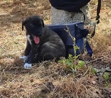 NURI, Hund, Mischlingshund in Griechenland - Bild 2