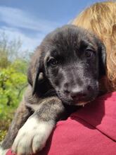 NURI, Hund, Mischlingshund in Griechenland - Bild 4
