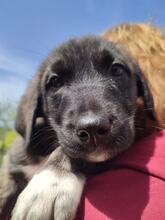 NURI, Hund, Mischlingshund in Griechenland - Bild 5
