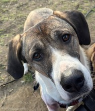 DIAS, Hund, Mischlingshund in Dresden