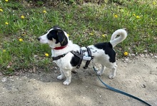 D´ARTAGNAN, Hund, Mischlingshund in Koblenz - Bild 1