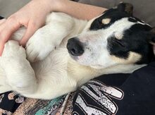 D´ARTAGNAN, Hund, Mischlingshund in Koblenz - Bild 2