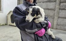 D´ARTAGNAN, Hund, Mischlingshund in Koblenz - Bild 3