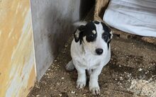 D´ARTAGNAN, Hund, Mischlingshund in Koblenz - Bild 4