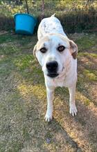 JUNEII, Hund, Mischlingshund in Griechenland