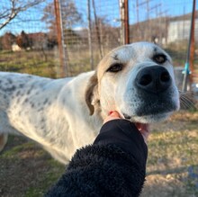 JUNEII, Hund, Mischlingshund in Griechenland - Bild 2