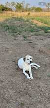 JUNEII, Hund, Mischlingshund in Griechenland - Bild 5