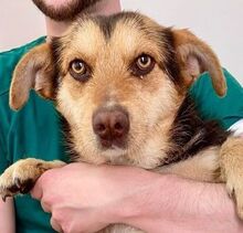 ROBIN, Hund, Mischlingshund in Rumänien - Bild 3