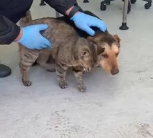 ROBIN, Hund, Mischlingshund in Rumänien - Bild 4