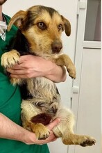 ROBIN, Hund, Mischlingshund in Rumänien - Bild 5