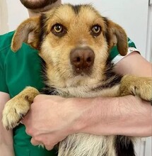 ROBIN, Hund, Mischlingshund in Rumänien - Bild 6