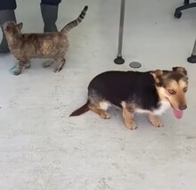 ROBIN, Hund, Mischlingshund in Rumänien - Bild 7