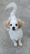 LIVO, Hund, Mischlingshund in Lennestadt - Bild 2