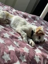 LIVO, Hund, Mischlingshund in Lennestadt - Bild 3