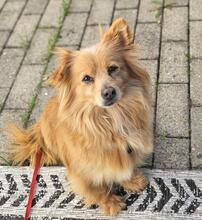 EMMY, Hund, Mischlingshund in Nauen - Bild 1