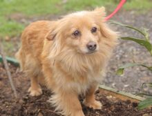 EMMY, Hund, Mischlingshund in Nauen - Bild 2