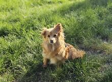 EMMY, Hund, Mischlingshund in Nauen - Bild 3