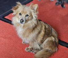 EMMY, Hund, Mischlingshund in Nauen - Bild 4