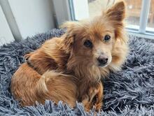 EMMY, Hund, Mischlingshund in Nauen - Bild 5