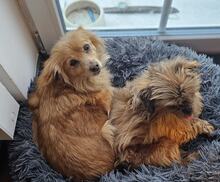 EMMY, Hund, Mischlingshund in Nauen - Bild 7