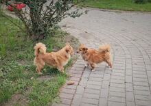 EMMY, Hund, Mischlingshund in Nauen - Bild 8