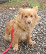 EMMY, Hund, Mischlingshund in Nauen - Bild 9