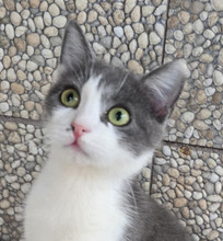 FLOWER, Katze, Europäisch Kurzhaar in Völklingen - Bild 1