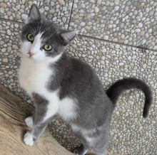 FLOWER, Katze, Europäisch Kurzhaar in Völklingen - Bild 2