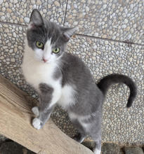 FLOWER, Katze, Europäisch Kurzhaar in Völklingen - Bild 3