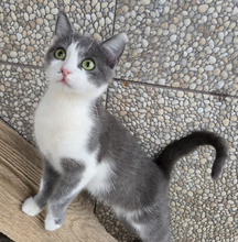 FLOWER, Katze, Europäisch Kurzhaar in Völklingen - Bild 4