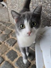 FLOWER, Katze, Europäisch Kurzhaar in Völklingen - Bild 5