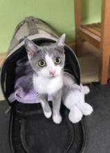 FLOWER, Katze, Europäisch Kurzhaar in Völklingen - Bild 6
