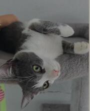 FLOWER, Katze, Europäisch Kurzhaar in Völklingen - Bild 7