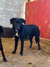 JAYNA, Hund, Mischlingshund in Rumänien - Bild 1