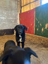 JAYNA, Hund, Mischlingshund in Rumänien - Bild 2