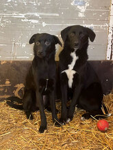 JAYNA, Hund, Mischlingshund in Rumänien - Bild 3