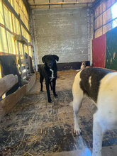 JAYNA, Hund, Mischlingshund in Rumänien - Bild 4