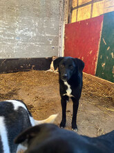 JAYNA, Hund, Mischlingshund in Rumänien - Bild 6